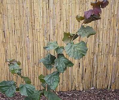 líska - Corylus avellana 'Red Majestic'.