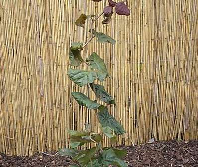 líska - Corylus avellana 'Red Majestic'.