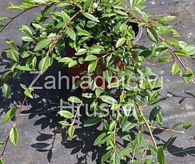 skalník - Cotoneaster salicifolius 'Parkteppich'
