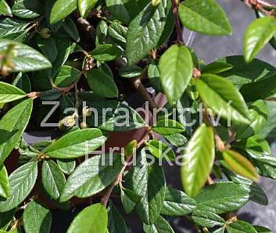 skalník - Cotoneaster salicifolius 'Parkteppich'