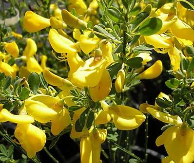 čilimník - Cytisus 'Golden Sunlight'