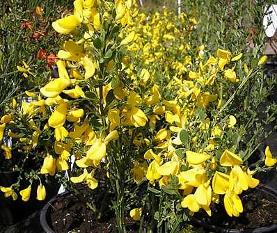 čilimník - Cytisus 'Golden Sunlight'