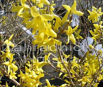 zlatice - Forsythia intermedia 'Kumson'