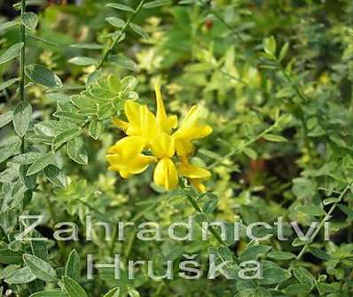 kručinka -Genista tinctoria Royal Gold