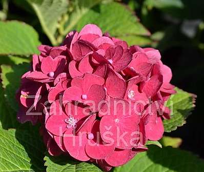 hortenzie - Hydrangea macrophyla červená