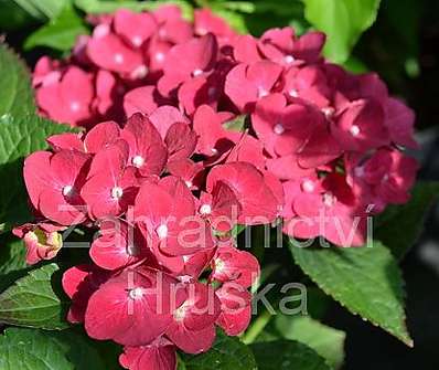 hortenzie - Hydrangea macrophyla červená