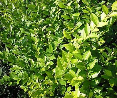 ptačí zob - Ligustrum x vicaryi