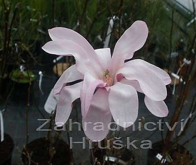 šácholan - Magnolia loebneri 'Leonard Messel'.