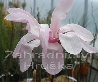 šácholan - Magnolia loebneri 'Leonard Messel'.