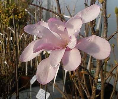 šácholan - Magnolia loebneri 'Leonard Messel'.