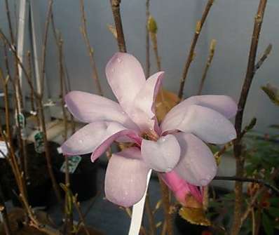šácholan - Magnolia loebneri 'Leonard Messel'.