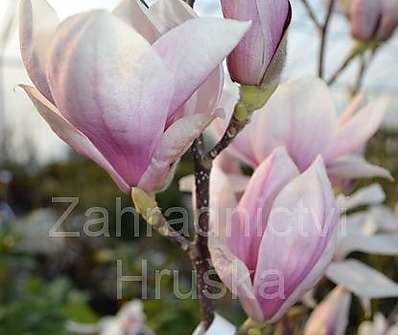 šácholan - Magnolia soulangeana KM