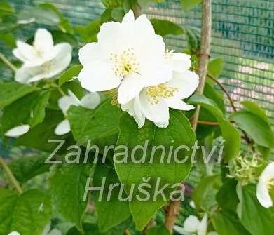 pustoryl - Philadelphus 'Enchantment'