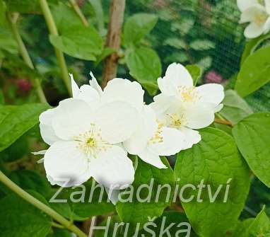 pustoryl - Philadelphus 'Enchantment'