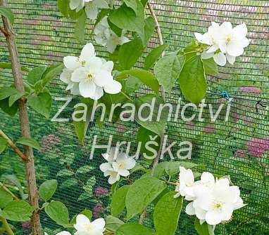 pustoryl - Philadelphus 'Enchantment'