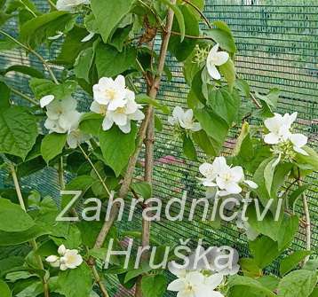 pustoryl - Philadelphus 'Enchantment'