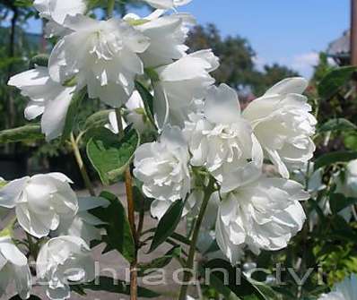 pustoryl - Philadelphus 'Snowbelle'