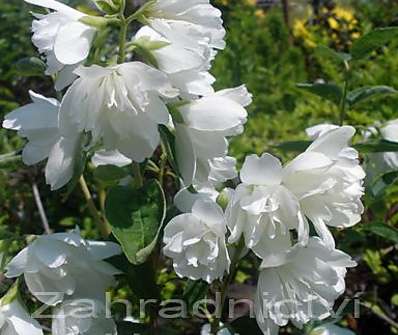 pustoryl - Philadelphus 'Snowbelle'