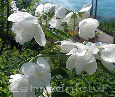 pustoryl - Philadelphus 'Snowbelle'
