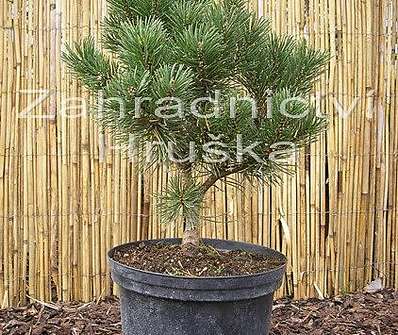 Borovice - Pinus mugo 'Liliput'