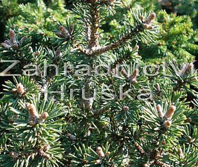 Borovice - Pinus mugo 'Minima Kalouš'..