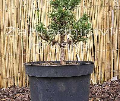 Borovice - Pinus mugo 'Peterle'