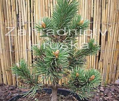 Borovice - Pinus mugo 'Peterle'