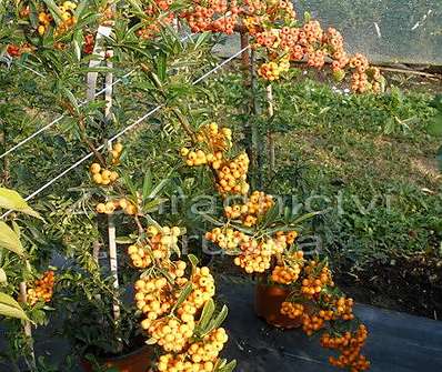 hlohyně - Pyracantha coccinea