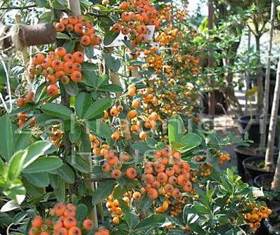 hlohyně - Pyracantha coccinea