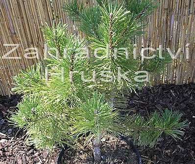 Borovice - Pinus nigra 'Aurea'