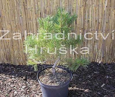 Borovice - Pinus nigra 'Aurea'
