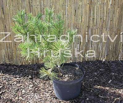 Borovice - Pinus nigra 'Aurea'