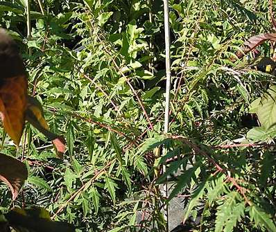 škumpa - Rhus typhina