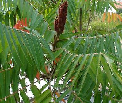 škumpa - Rhus typhina