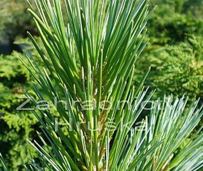 Borovice - Pinus flexilis 'Compacta'.