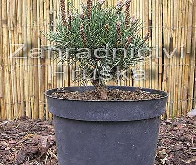 Borovice - Pinus uncinata 'Monika'