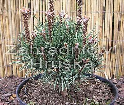 Borovice - Pinus uncinata 'Monika'