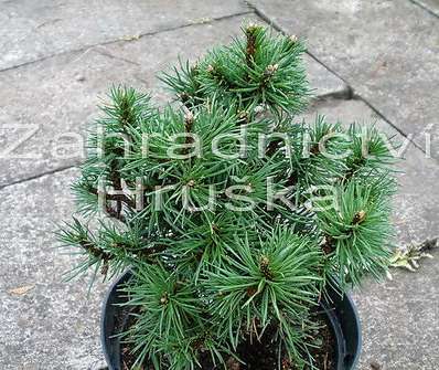Borovice - Pinus uncinata 'Monika'