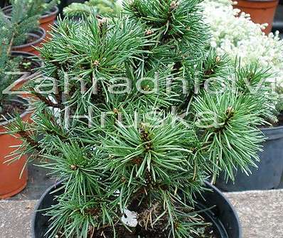 Borovice - Pinus uncinata 'Monika'