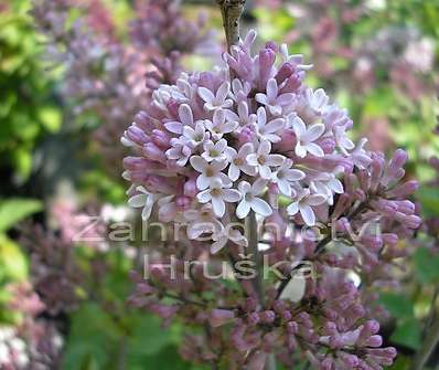 šeřík - Syringa velutina 'Josse'