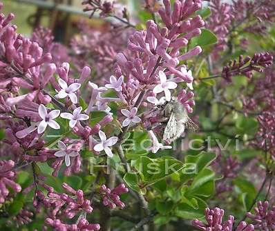 šeřík - Syringa velutina 'Josse'