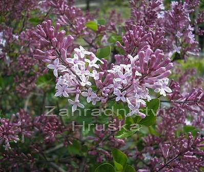 šeřík - Syringa velutina 'Josse'