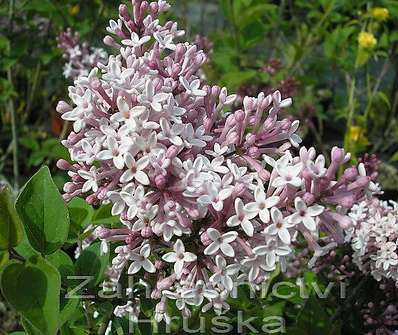 šeřík - Syringa velutina 'Josse'