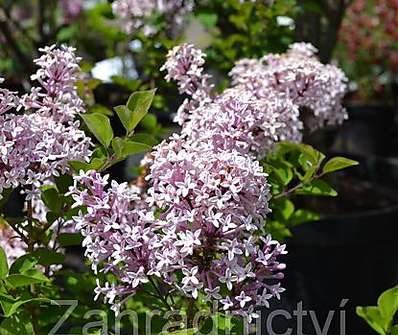 šeřík - Syringa velutina 'Josse'
