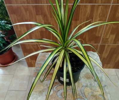 Dracena Marg Sunray