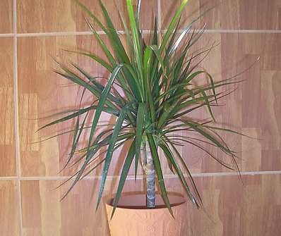 Dracena marginata Magenta