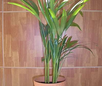 Areca
