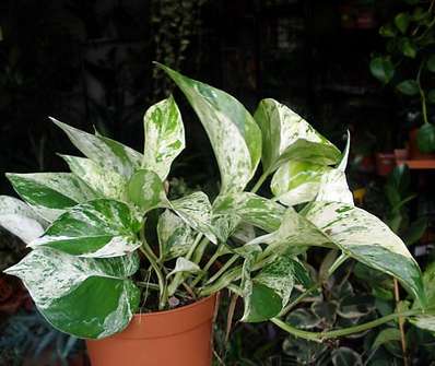 Epipremnum