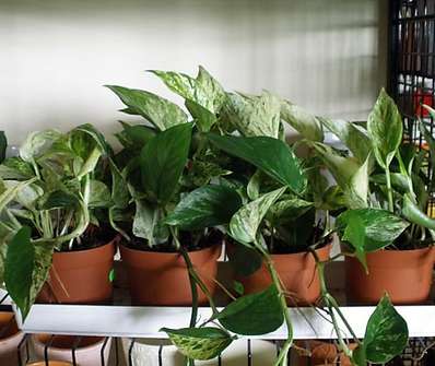 Epipremnum
