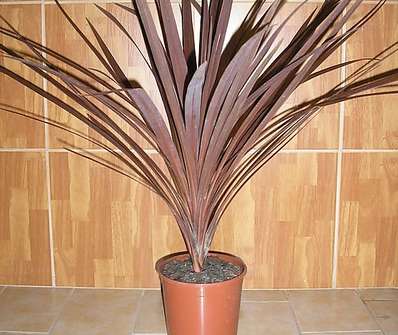Cordiline Aus Red Star